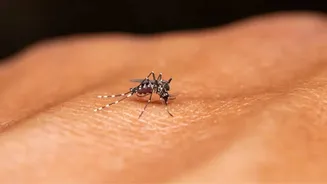 Florida battles decades' biggest dengue outbreak, surpassing 250 local cases