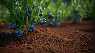 Unlock Lush Blueberry Bushes: The Coffee Ground Fertilizer Secret