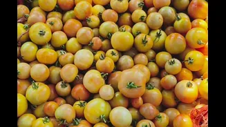 Rs 2 Lakh From One Acre: How A Jharkhand Farmer Turned Tomato Farming Profitable