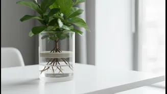 Capillary Pots Gain Popularity Among City Plant Lovers With Busy Schedules