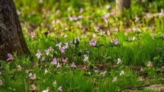 You must explore these coastal wildflower trails in Sweden