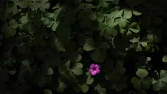 Grow your own sorrel without a garden
