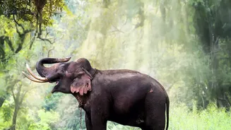 What Changing Rainfall Means For India's Forests, Wildlife And Ecosystems