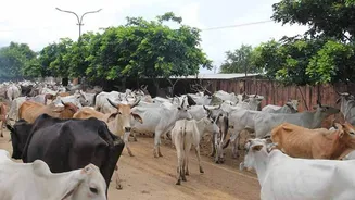Audit exposes irregularities worth ₹57cr in Rajasthan's cow protection scheme