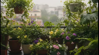 How Bengaluru Balcony Gardeners and First-Time Plant Parents Can Respond to Bengaluru's Rain-Fed Planting Window