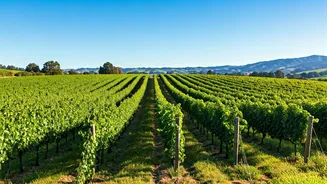 Buellton, CA: A Hidden Gem in the Golden State