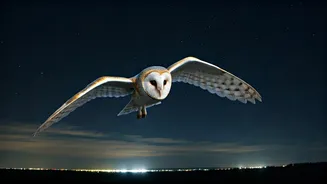 Beyond the Dawn Chorus: Unraveling the Mysteries of Midnight Bird Songs