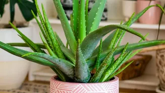 Ceramic Planters Can Turn Indoor Plants Into Part Of The Room Design And Pot Shape And Colour Should Complement The Plant Rather Than Overpower It ...