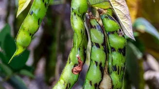 Punjab Agriculture Hacks: AI Smartphone Sensors Identify Crop Diseases And Save Harvests