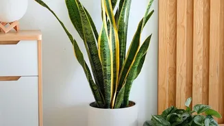 Adding Greenery To Your Home — Why Plants Cannot Replace Proper Ventilation