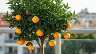 Your Balcony Could Use A Fruit Tree Moment