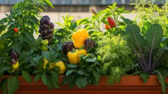 How Urban Families Cultivate Exotic Veggies In Small Balcony Areas