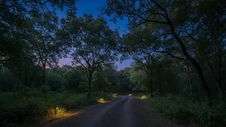 Lucknow’s Upcoming Night Safari Is Designed Around Conservation And Visitor Experience