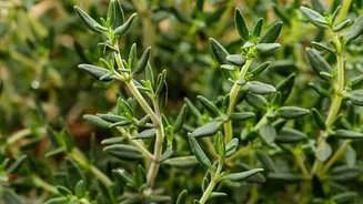 How to grow thyme without soil
