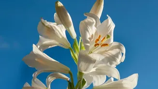 More Than 24 Lakh Liliums Lead Ladakh's High-Altitude Flower Display