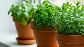The Kitchen Upgrade: 4 Resilient Herbs For Rainy Windowsills