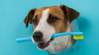 Dog Paw Cleaning: Why Starts With A Simple Rinse After Muddy Walks