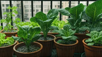 Rainy Days Create India's Biggest Gardening Trend