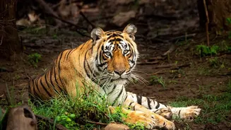 Kukrail Night Safari In Lucknow Aims To Blend Wildlife Conservation And Tourism