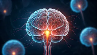 Brain's Memory Hub: Not a Blank Slate at Birth, New Study Reveals