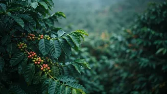 Coorg's Monsoon Discounts Are A Couples' Win