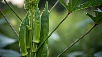 Okra Keeps Producing Once The Rains Arrive