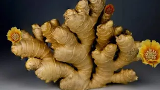 Zesty ginger ideas for quick and tasty meals