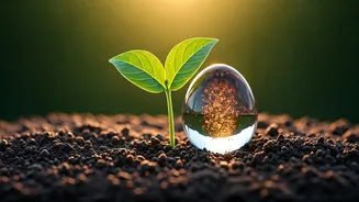 Copper's Curious Case: Boost Your Plants with Water or Risk Harm?