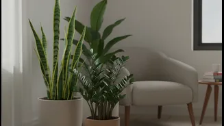 These Plants Can Handle Cloudy Weather Better