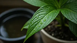 Plant Parents, Empty Those Trays Before Monsoon