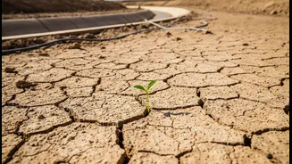 Salt-Stressed Farms Need More Than Irrigation Fixes