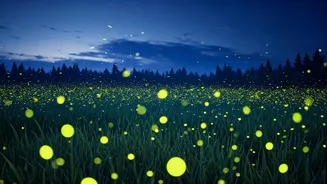 Skip The Screens, Chase Fireflies Instead