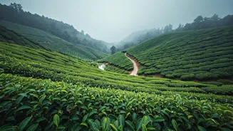 Munnar's Misty Hills Are A Honeymoon Classic
