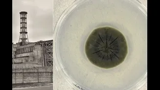 How A Black Fungus Growing Inside Chernobyl’s Reactor Could Become NASA's Shield For Astronauts