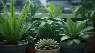 Balcony Plants Love This Rainy-Season Weather