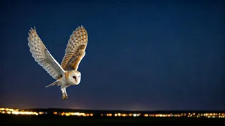 Midnight Melodies: Decoding the Mystery of Nocturnal Birdsong