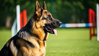 Unlocking the Secrets of German Shepherds
