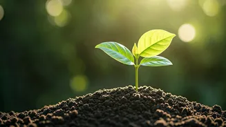 India Marks Environment Day With Trees And Big Ideas