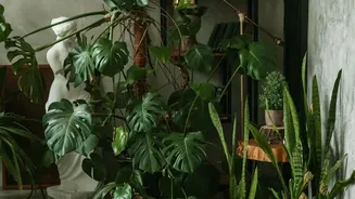 Humidity-Tolerant Plants That Are Perfect For First-Time Apartment Gardeners