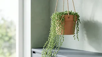 Simple Gardening Tips For Beginners Foolproof Indoor Houseplants For Effortless Home Greenery