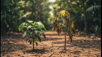 Drought Risk Across Tall And Small Tropical Trees Means Climate Readers, Ecologists And Students Should Compare Species Traits Instead Of Tree Size...