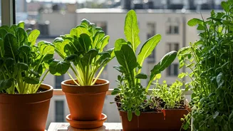 Urban Indians Are Growing Greens On Their Balconies