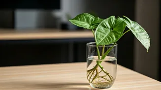 Arrowhead Vine Propagation Is The Hottest Green Desk Accessory Trend