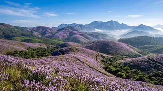 What Makes It Relevant This Month: Neelakurinji Bloom In Munnar
