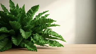 Bird's Nest Ferns Are The Pretty Safe Option