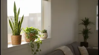 Easy Indoor Plants For Compact Urban Homes