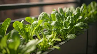 Balcony Farming Is Getting A Salad-Lover Glow-Up