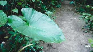 What South Andaman's Rainforest Birding Trail Means for Nature Travellers