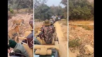 Safari Crowd Gets Too Close To Fighting Tigers, Sparks Concern: ‘Behave Like Responsible Tourist’ | Video