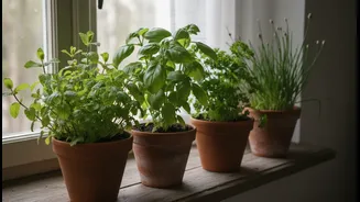 How to enjoy fresh home-grown herbs using 4 low-light windowsill garden greens